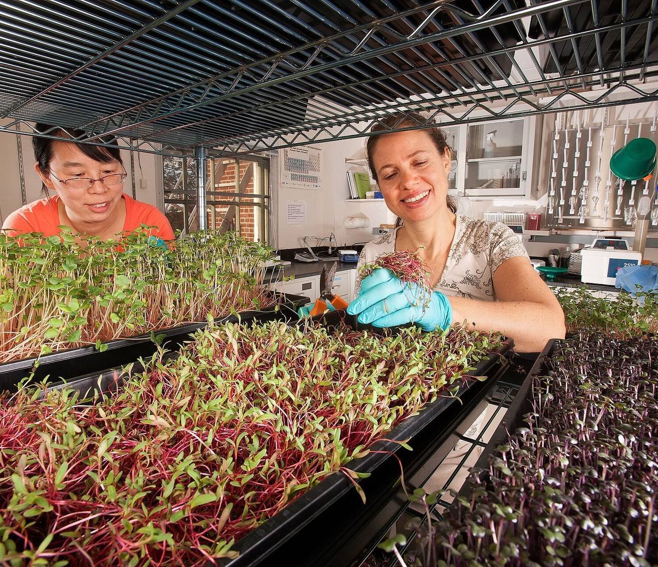 Trays of microgreens ready to cut
